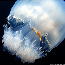 A crab taking a ride in a passing jellyfish. Off Bicol in... by Andrew Macleod 
